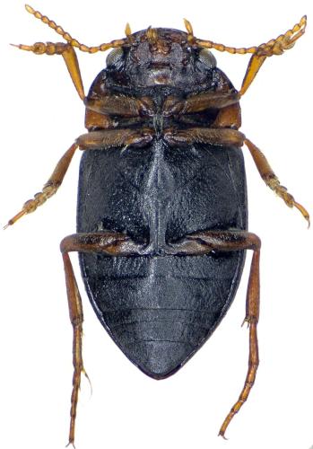 Réf. 307 557 : Deronectes delarouzei
